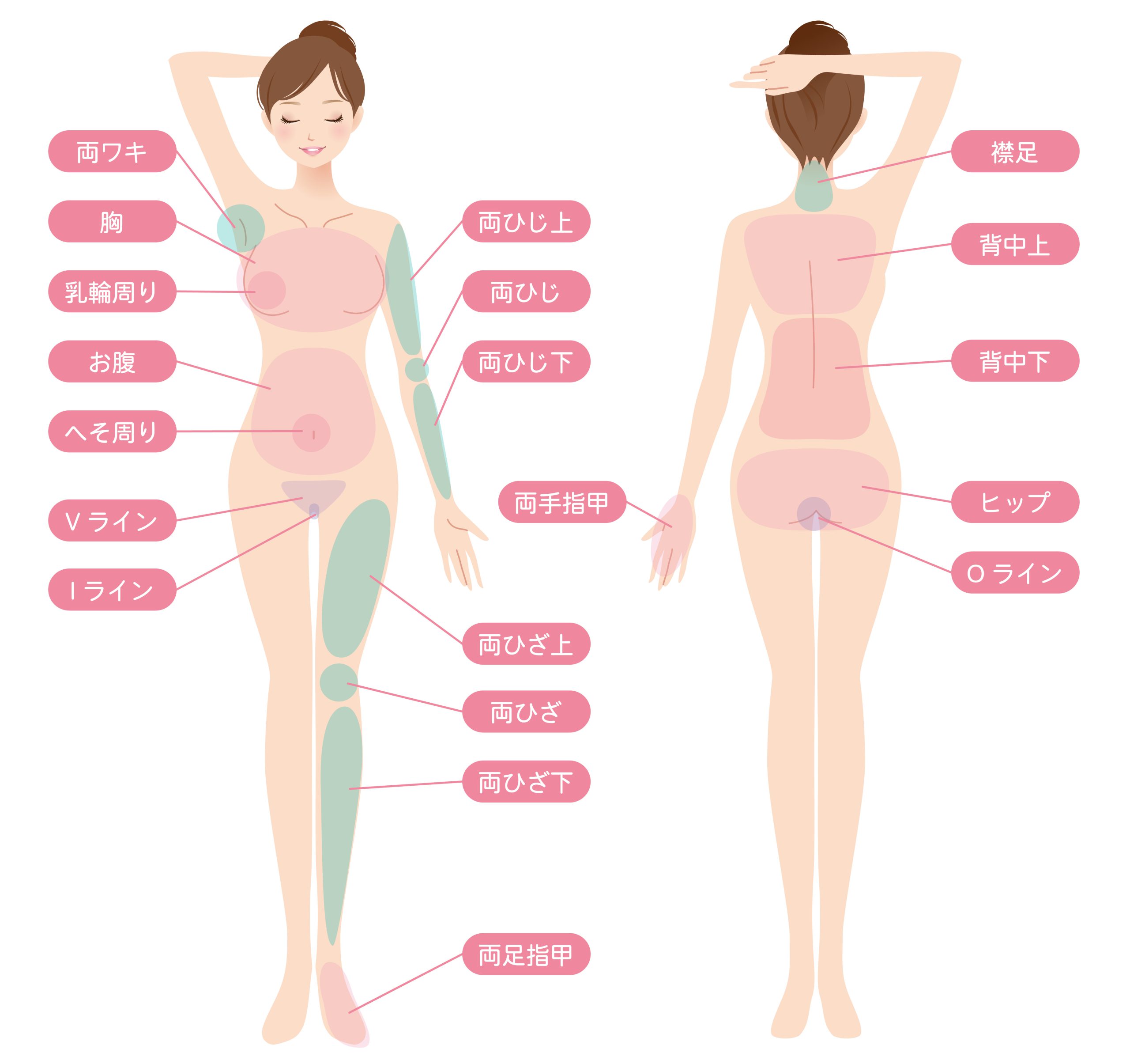 女性 美容 脱毛箇所 パーツ改変